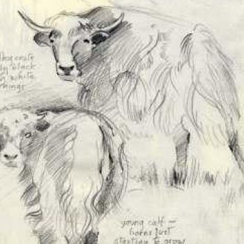 Cow