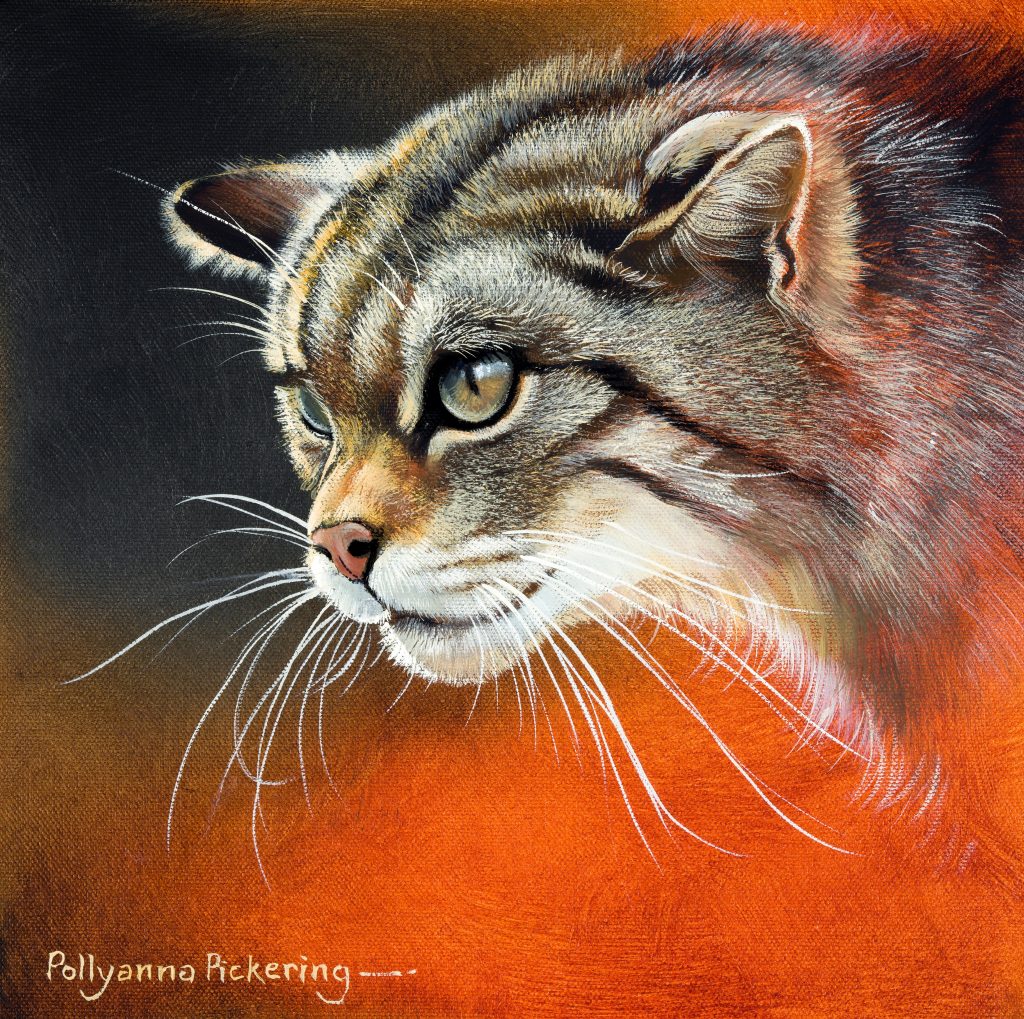 Highland Tiger - Image 2