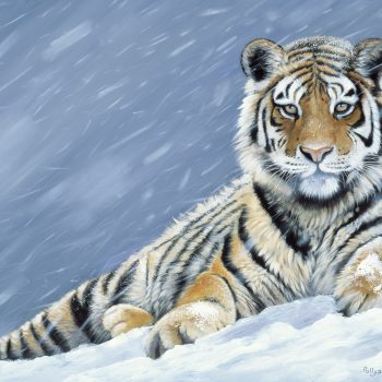 Snow Leopard