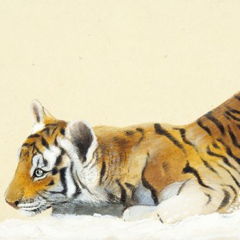 Tigers