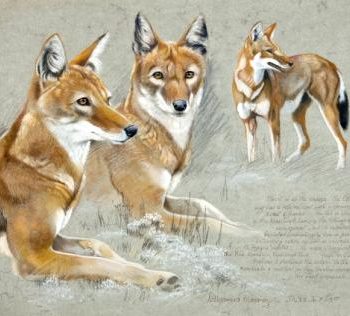 Foxes