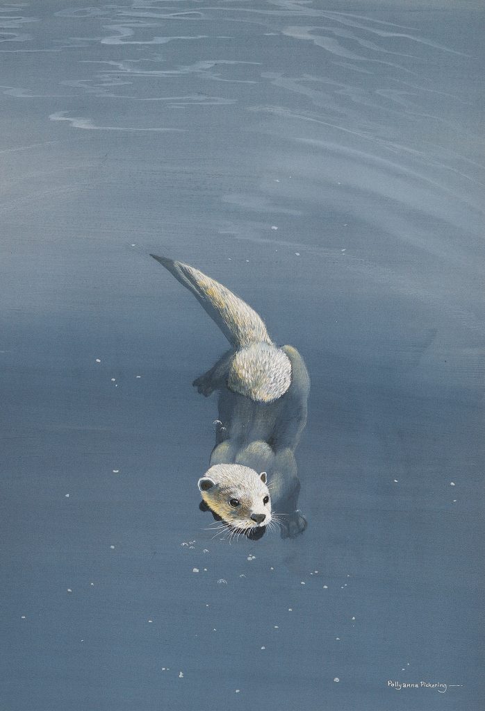 Otter Pool - Image 2