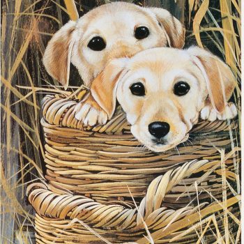 Dogs