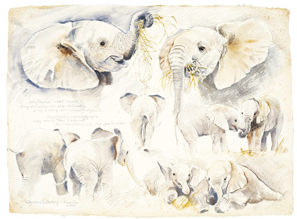 Study of a Baby Elephant - Image 2