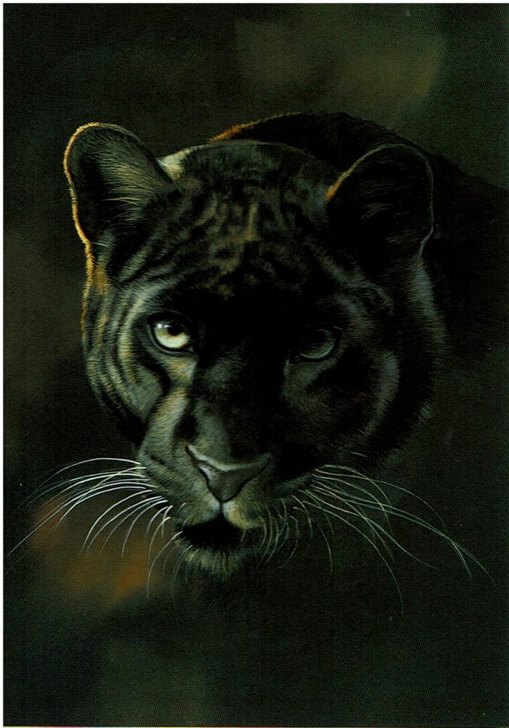 Sanctuary Card Collection - Image 11