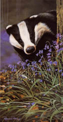 Countryside Card Selection - Image 2
